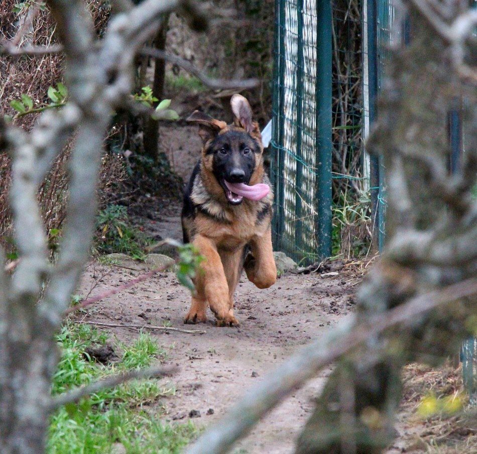 Des Loups Du Draeck - Chiots disponibles - Berger Allemand