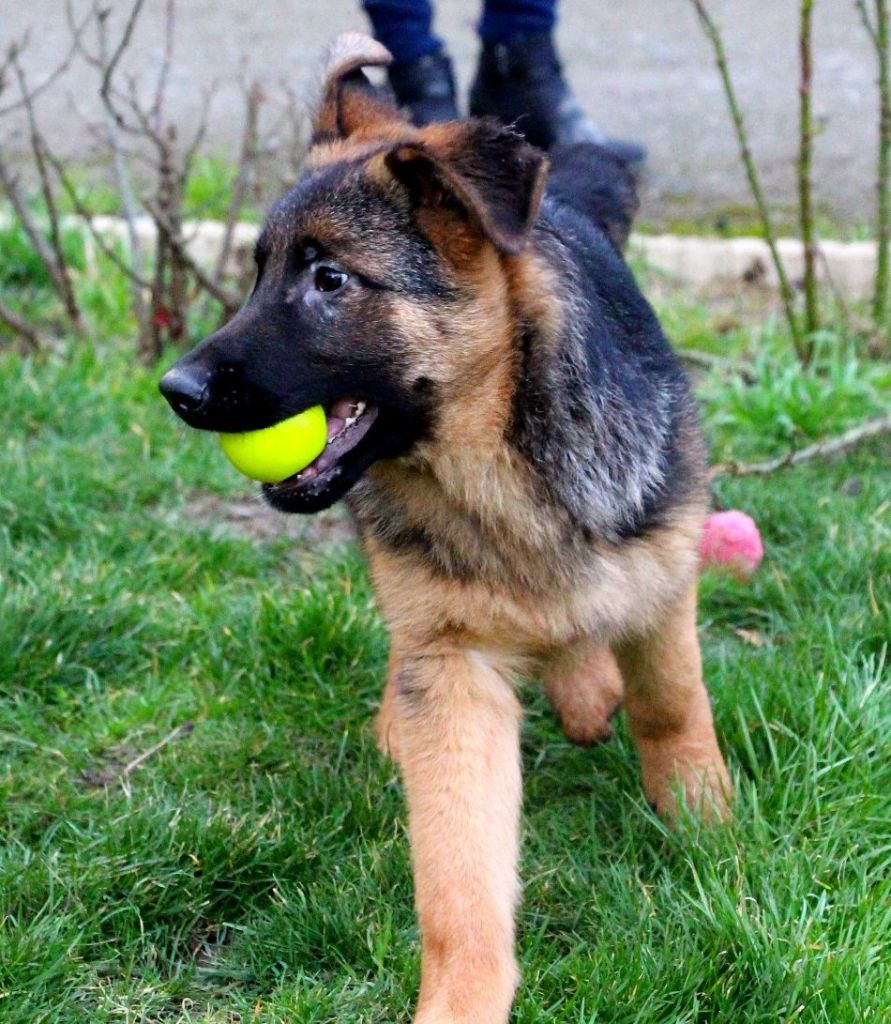 Des Loups Du Draeck - Chiots disponibles - Berger Allemand